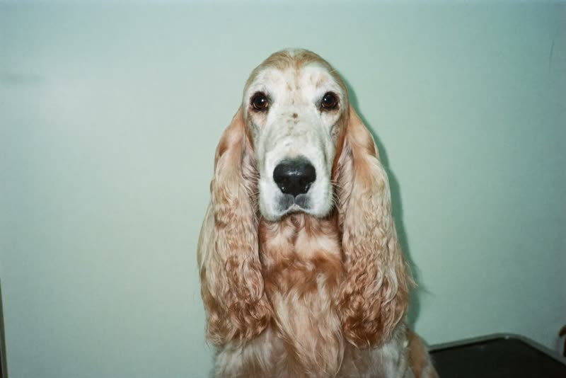 A calm spaniel waiting its turn