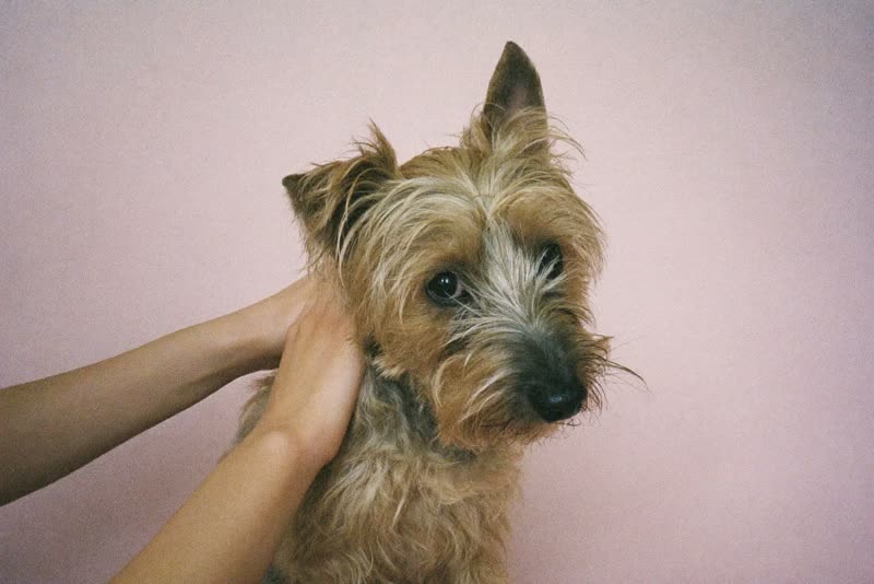 A terrier being brushed through by hand