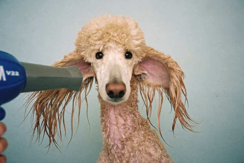A poodle-cross mid blow-dry